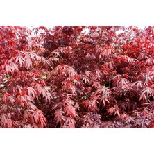 Kırmızı Yapraklı Japon Akçaağaç Acer Palmatum Atropurpureum 3 Ade