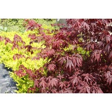 Kırmızı Yapraklı Japon Akçaağaç Acer Palmatum Atropurpureum 3 Ade