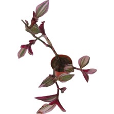 Bayraktar Peyzaj Telgraf Çiçeği Tradescantia Pendula Tekli 5.5 cm Saksıda