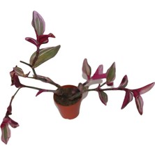 Bayraktar Peyzaj Telgraf Çiçeği Tradescantia Pendula Tekli 5.5 cm Saksıda