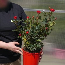 Yediveren Saksılı Kırmızı Gül –20-30cm