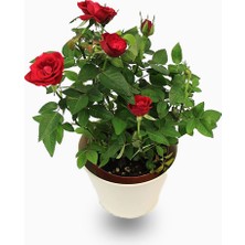 Yediveren Saksılı Kırmızı Gül –20-30cm