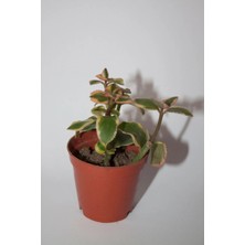 Bayraktar Peyzaj Crassula Sarmentosa Variegata Sarkan Sukulent Tekli 5,5 cm Saksıda