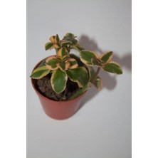 Bayraktar Peyzaj Crassula Sarmentosa Variegata Sarkan Sukulent Tekli 5,5 cm Saksıda