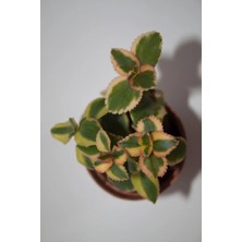 Bayraktar Peyzaj Crassula Sarmentosa Variegata Sarkan Sukulent Tekli 5,5 cm Saksıda