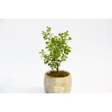 Bonsai Buxus - Hediyelik Arkaik Saksıda