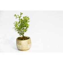 Bonsai Buxus - Hediyelik Arkaik Saksıda