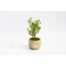 Bonsai Buxus - Hediyelik Arkaik Saksıda