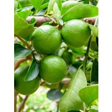 Limon Fidanı Misket Citrus aurantifolia Lime Misket Limon, 80-100 cm