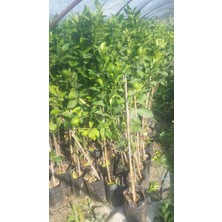 Limon Fidanı Yediveren Citrus x limon, +2 Yaş, Tüplü