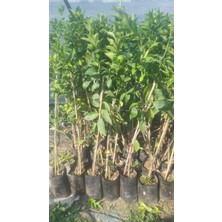 Limon Fidanı Yediveren Citrus x limon, +2 Yaş, Tüplü