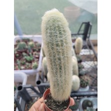 Embitki Cephalocereus Senilis- Sütun Kaktüs-5.5 cm Saksı