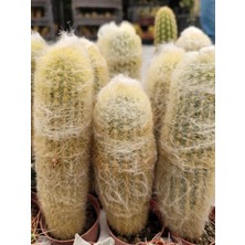 Embitki Cephalocereus Senilis- Sütun Kaktüs-5.5 cm Saksı