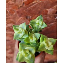 Embitki Özel Tür Crassula Perforata Veriegata-5.5 cm Saksı