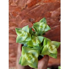 Embitki Özel Tür Crassula Perforata Veriegata-5.5 cm Saksı