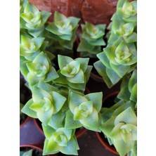 Embitki Özel Tür Crassula Perforata Veriegata-5.5 cm Saksı