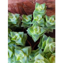 Embitki Özel Tür Crassula Perforata Veriegata-5.5 cm Saksı