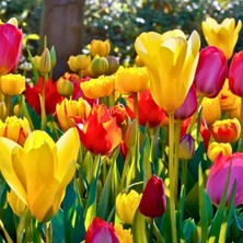 Tohum Evi Lale Soğanı – Tulipa Mix Paket