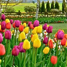 Tohum Evi Lale Soğanı – Tulipa Mix Paket