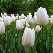 Tohum Evi White Prince Lale Soğanı - Tulipa - Saf Beyaz