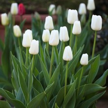 Tohum Evi White Prince Lale Soğanı - Tulipa - Saf Beyaz