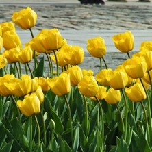 Tohum Evi Jan Van Nes Lale Soğanı - Tulipa - Parlak Sarı