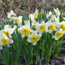 Tohum Evi Goblet Nergis Soğanı - Narcisus - Beyaz Sarı