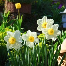 Tohum Evi Goblet Nergis Soğanı - Narcisus - Beyaz Sarı