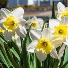 Tohum Evi Goblet Nergis Soğanı - Narcisus - Beyaz Sarı