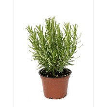 Ucuzluk Diyarı 1 Adet Rosmarin Officinalis Biberiye Fidanı Tüplü 30 40 cm Boy