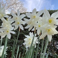 Tohum Evi Narcissus Triandrus Tresamble Soğanı - Nergis - Beyaz