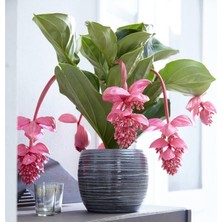 MEDİNE GÜLÜ ÇİÇEĞİ - Medinilla Magnifica