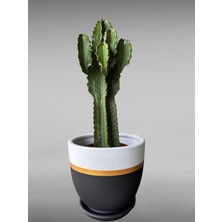 Violet Decor Çömlek Saksı Tabaklı Takım Y:30 cm-Ç:31 cm