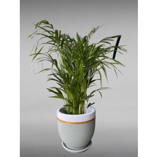 Violet Decor Çömlek Saksı Tabaklı Takım Y:30 cm-Ç:31 cm