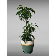 Violet Decor Çömlek Saksı Tabaklı Takım Y:30 cm-Ç:31 cm