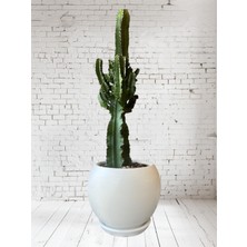 Violet Decor Çömlek Saksı Tabaklı Takım Y:24 cm-Ç:24 cm