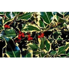 Doğaşık 1-2 Yaş Arası Saksılı Alacalı Çoban Püskülü (Ilex Aquifolium 'madame Briot') Fidanı - Göz Alıcı Sarı Kenarlı Yapraklar ve Dekoratif Kırmızı Meyveler