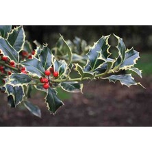 Doğaşık 1-2 Yaş Arası Saksılı Alacalı Çoban Püskülü (Ilex Aquifolium 'madame Briot') Fidanı - Göz Alıcı Sarı Kenarlı Yapraklar ve Dekoratif Kırmızı Meyveler