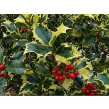 Doğaşık 1-2 Yaş Arası Saksılı Alacalı Çoban Püskülü (Ilex Aquifolium 'madame Briot') Fidanı - Göz Alıcı Sarı Kenarlı Yapraklar ve Dekoratif Kırmızı Meyveler