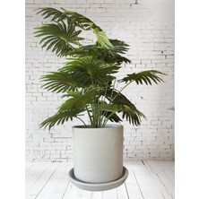 Violet Decor Çömlek Saksı Tabaklı Takım Y:24 cm-Ç:24 cm