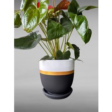 Violet Decor Çömlek Saksı Tabaklı Takım Y:24 cm-Ç:24 cm