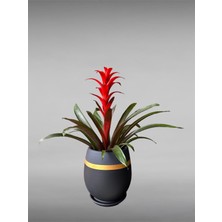 Violet Decor Çömlek Saksı Tabaklı Takım Y:24 cm-Ç:24 cm