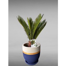 Violet Decor Çömlek Saksı Tabaklı Takım Y:24 cm-Ç:24 cm