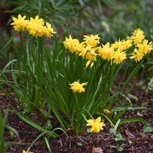 Tohum Evi Tête Bouclé Nergis Soğanı Double Sarı – Narcissus