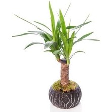 Yucca