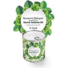 Buffer® Konserve Bahçem Evde Konservede Iri Yapraklı Kıvırcık Yetiştirme Kiti