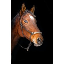 Tosbart Kahverengi At-Brown Horse Kanvas Tablo