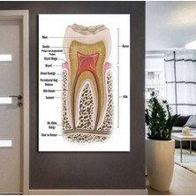 Tosbart Ağız Ve Diş Polikliniği, Dişçi Tabloları Dekoratif Diş, Dsc185