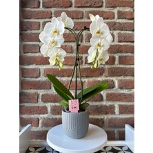 Violet Decor Twister Model 13 cm x 12 cm