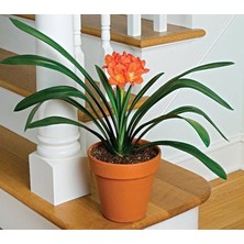 Clivia Miniata [Kafir Zambak]